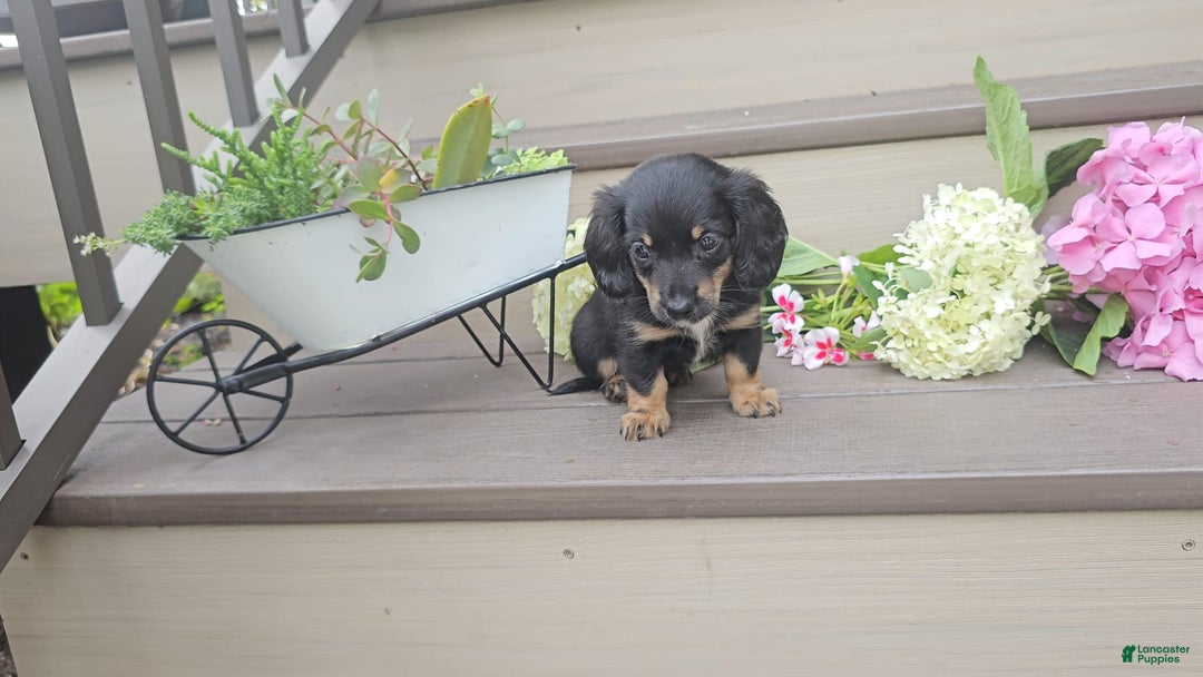 Miniature Dachshund dogs for sale: Felicity - Image 2