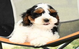 Cavapoo dogs for sale: Knight - Image 3