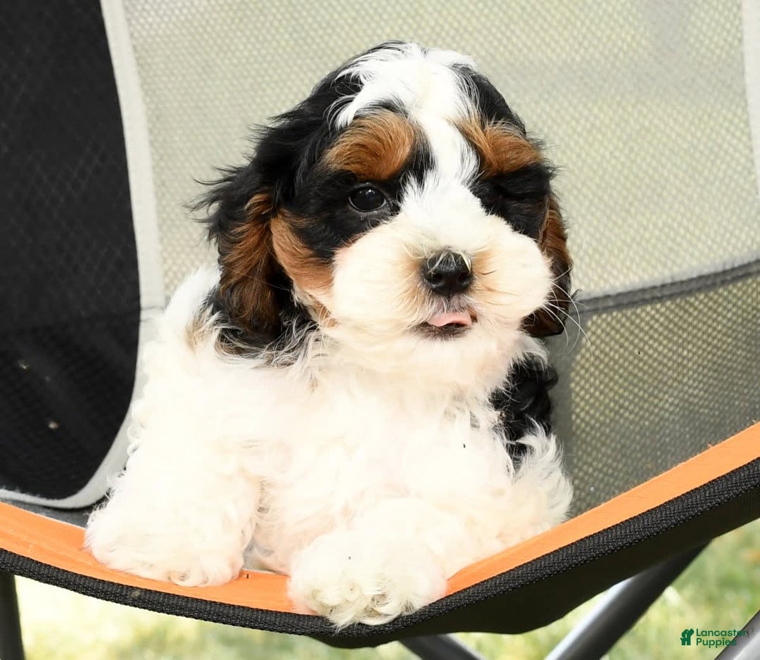 Cavapoo dogs for sale: Knight - Image 3