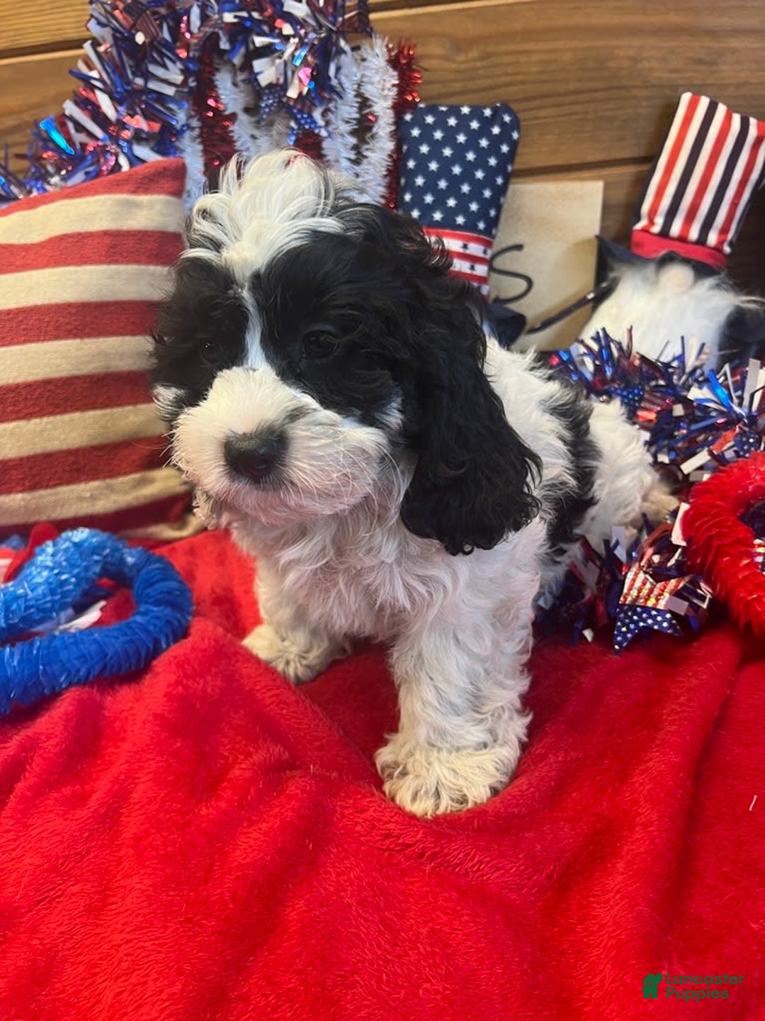 Cockapoo dogs for sale: Ricky - Image 4