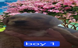 Goldendoodle dogs for sale: Otitis - Image 5