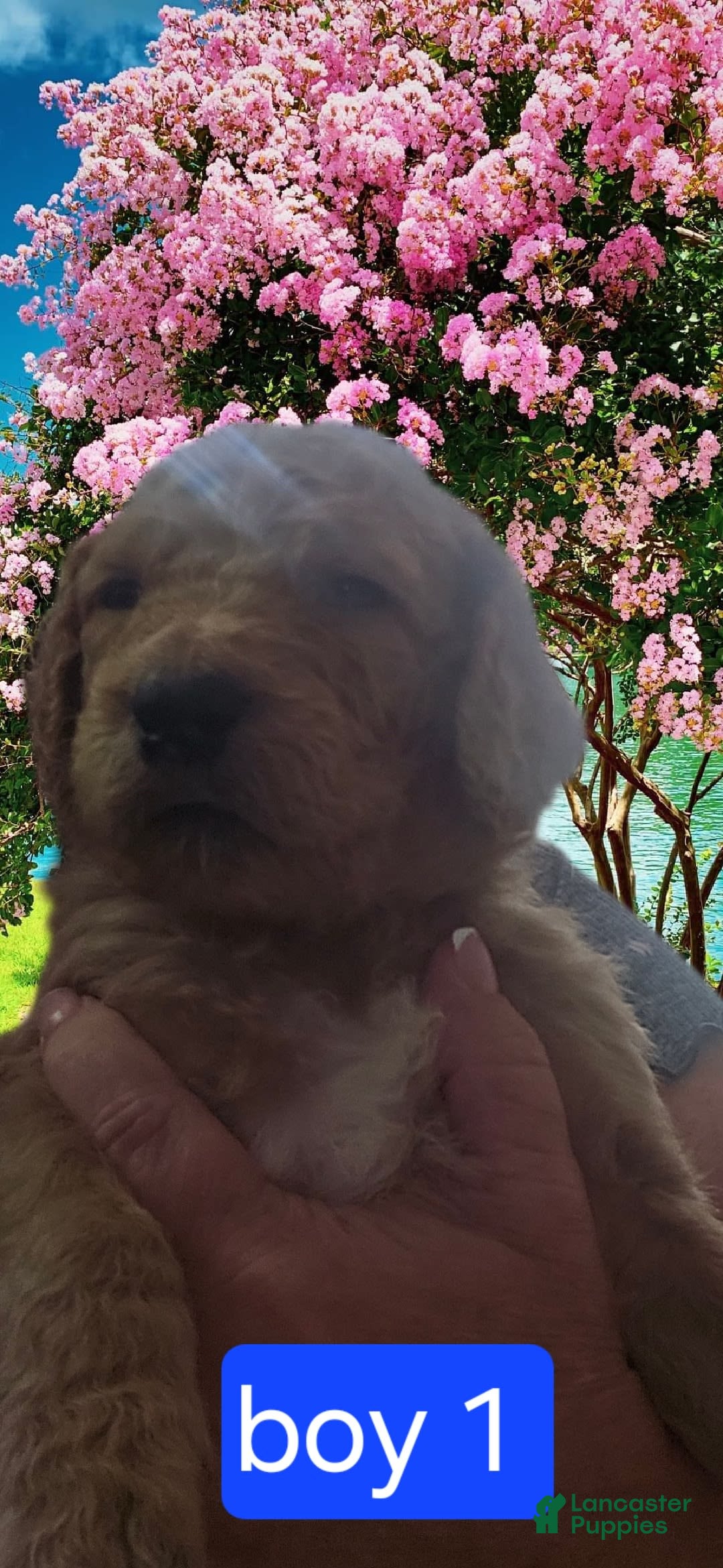 Goldendoodle dogs for sale: Otitis - Image 5
