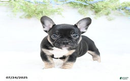 French Bulldog dogs for sale: Tammie - Image 4