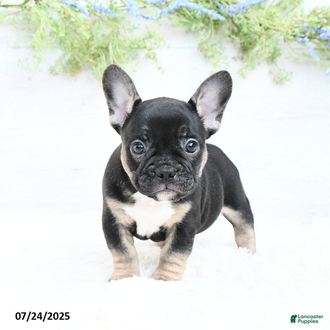 French Bulldog dogs for sale: Tammie - Image 4