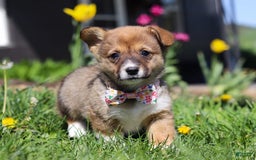 Welsh Corgi Pembroke dogs for sale: Daisy - Image 10