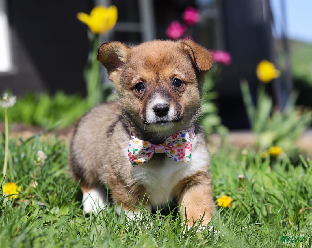 Welsh Corgi Pembroke dogs for sale: Daisy - Image 10