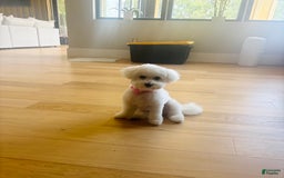 Bichon Frise dogs for sale: Zoe - Image 8