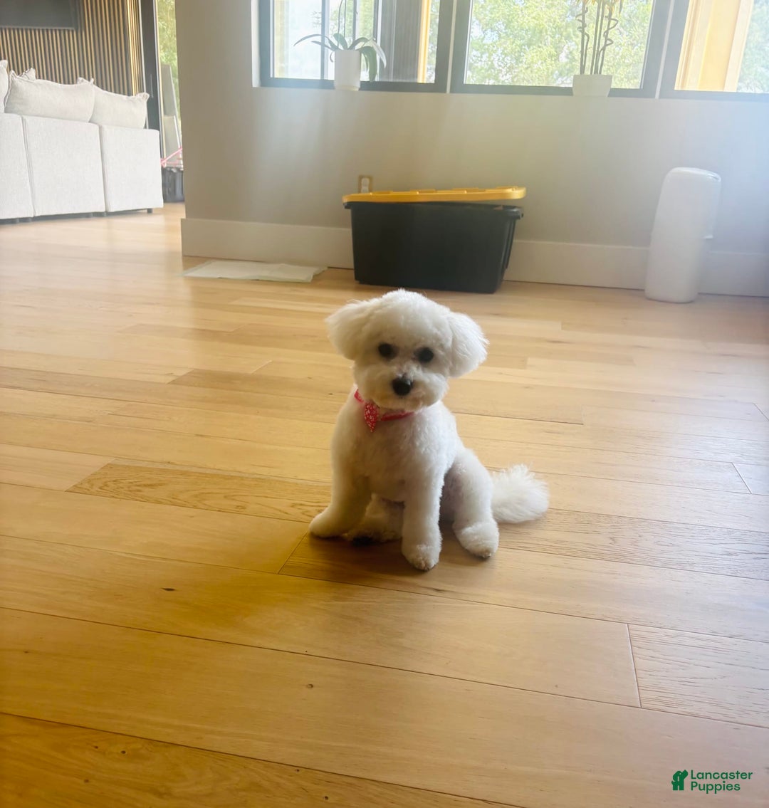 Bichon Frise dogs for sale: Zoe - Image 8