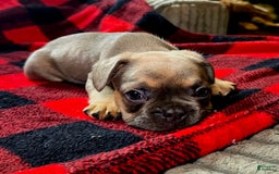 French Bulldog dogs for sale: Duke - Image 2
