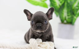 French Bulldog dogs for sale: Aspen - Image 4
