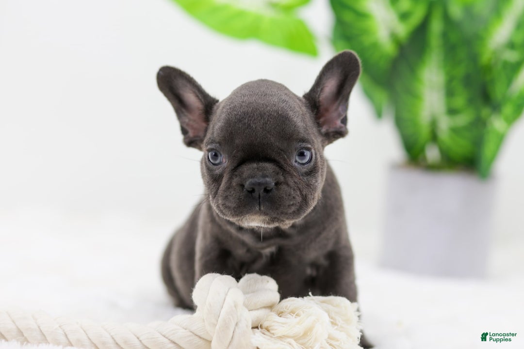 French Bulldog dogs for sale: Aspen - Image 4