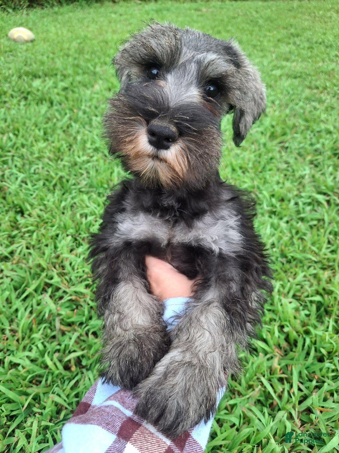 Miniature Schnauzer dogs for sale: Junior - Image 4