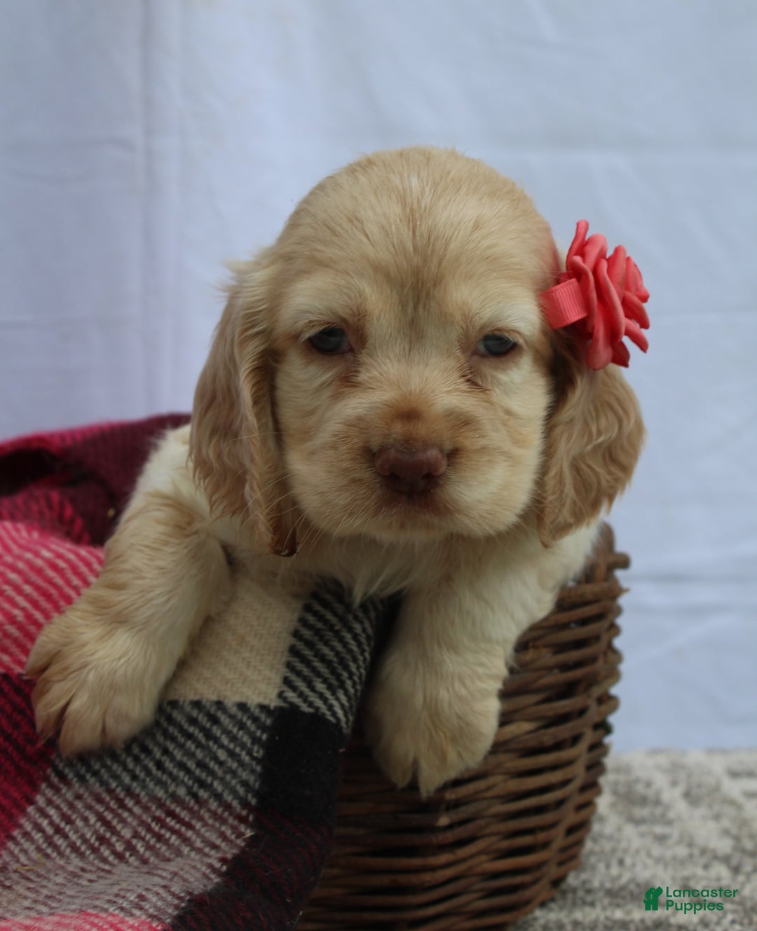 Cocker Spaniel dogs for sale: Riley - Image 9