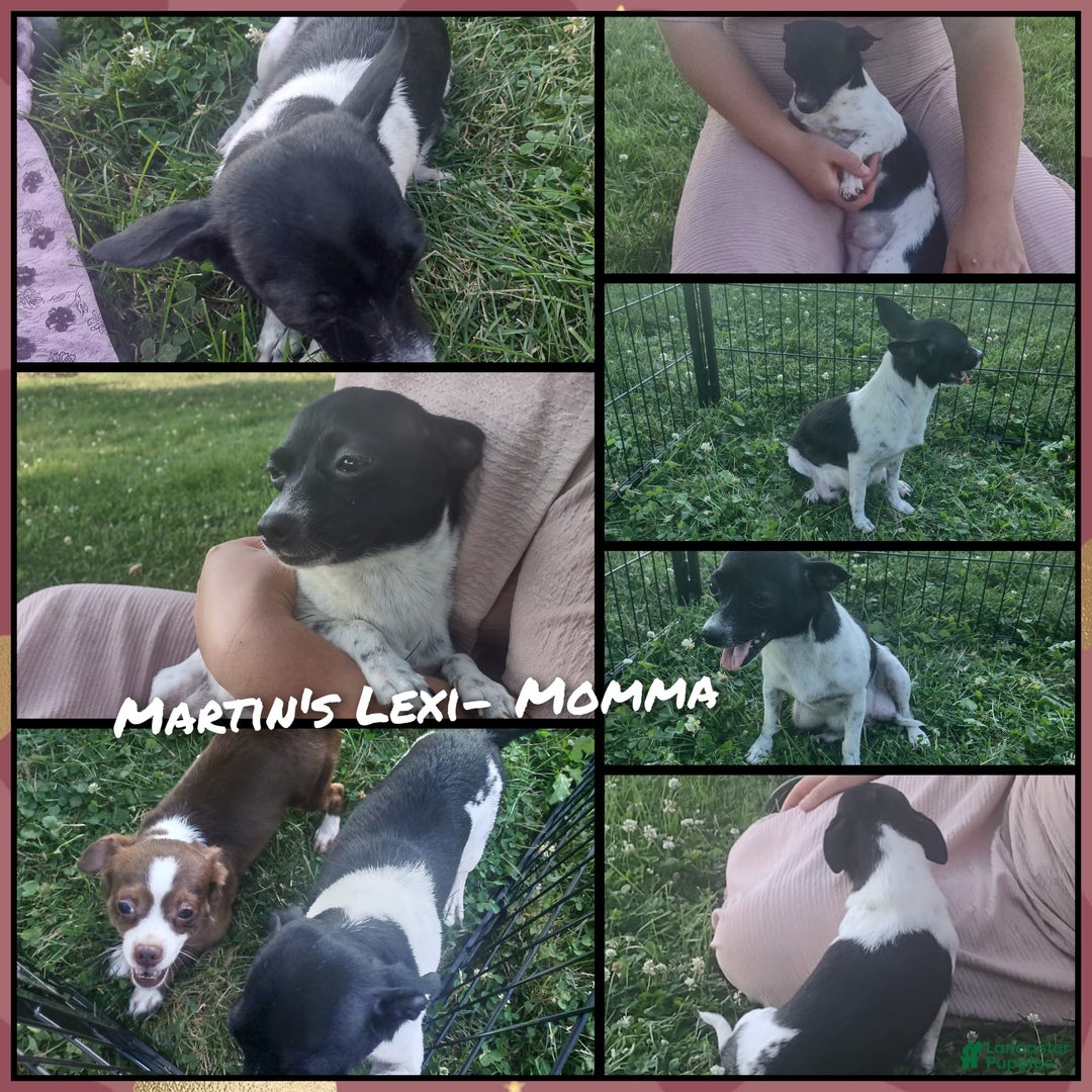 Chihuahua dogs for sale: Natalie - Image 8