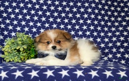 Pomeranian dogs for sale: Diesel Toy Size - Image 5