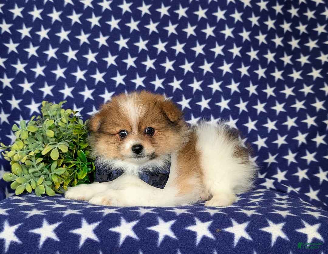 Pomeranian dogs for sale: Diesel Toy Size - Image 5