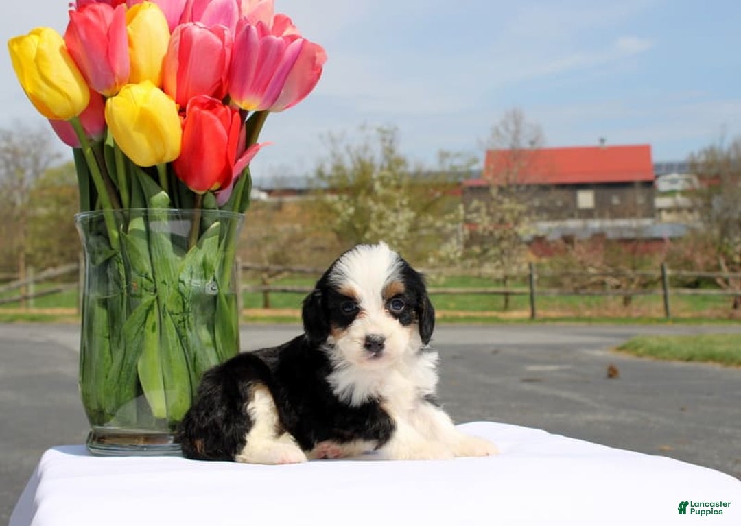Mini Bernedoodle dogs for sale: Meadow - Image 1