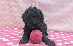 Cockapoo dogs for sale: Emily - Image 15