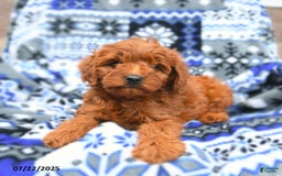 Cavapoo dogs for sale: Baker - Image 1