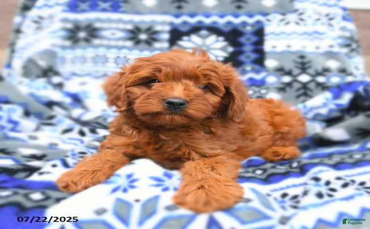 Cavapoo dogs for sale - Ad 2