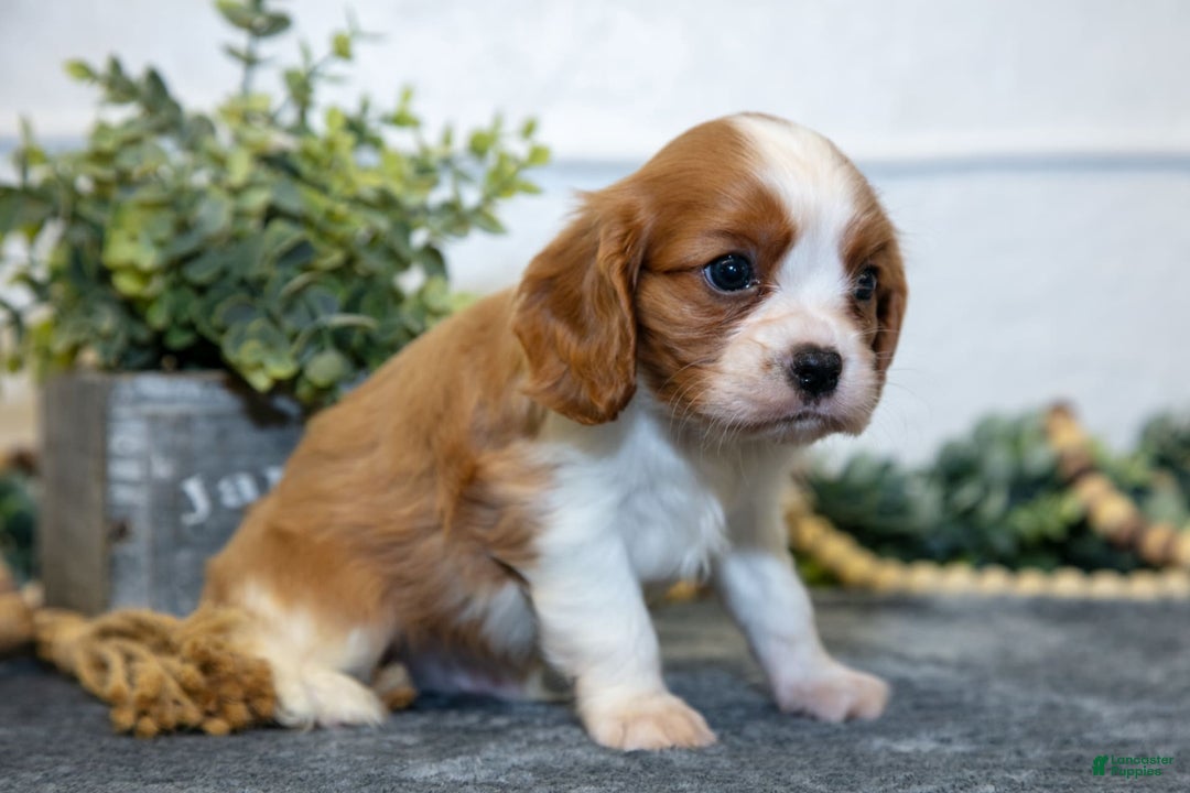 Cavalier King Charles Spaniel dogs for sale: Carter - Image 2