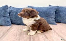 Australian Shepherd dogs for sale: Benji - Image 4