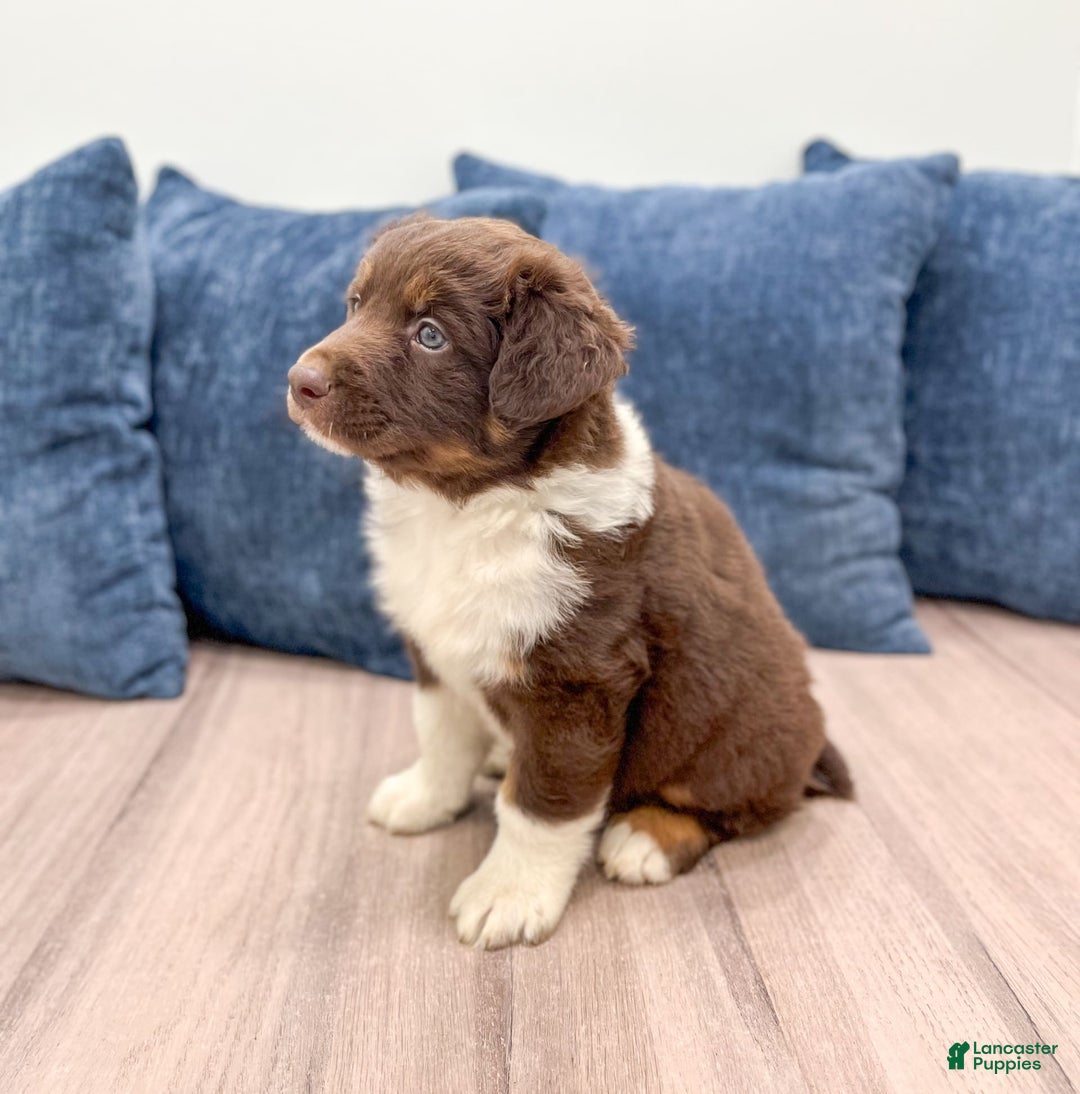 Australian Shepherd dogs for sale: Benji - Image 4