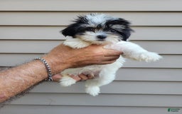 Teddy Bear dogs for sale: Ted - Image 8