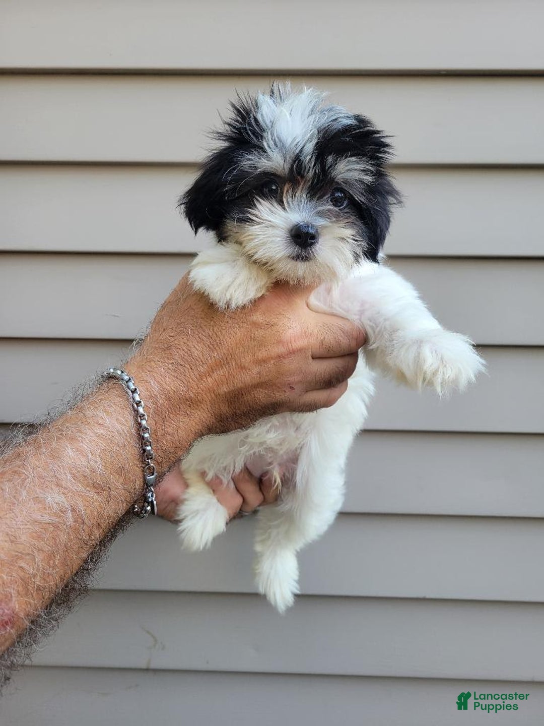 Teddy Bear dogs for sale: Ted - Image 8