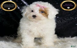 Toy Poodle dogs for sale: Gigi - Image 5