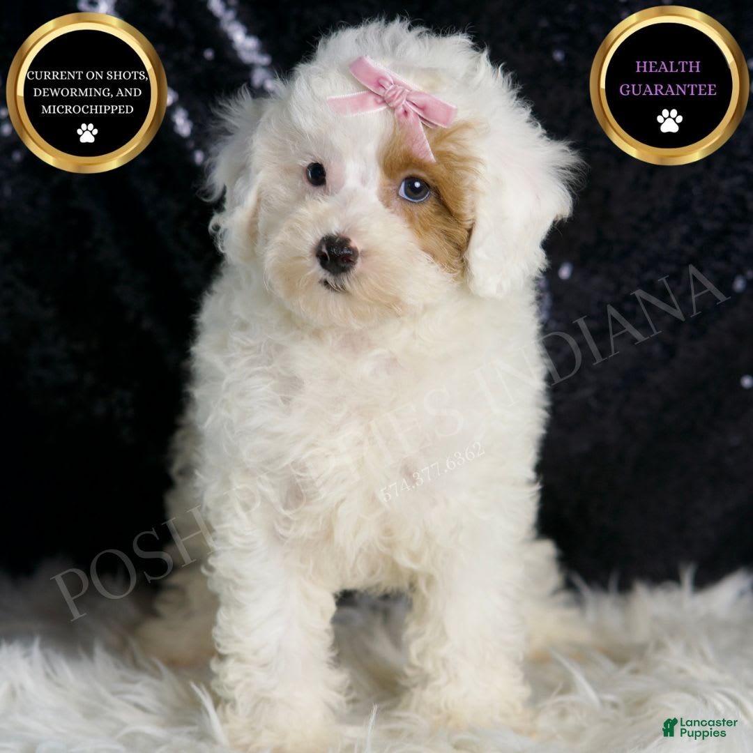 Toy Poodle dogs for sale: Gigi - Image 5