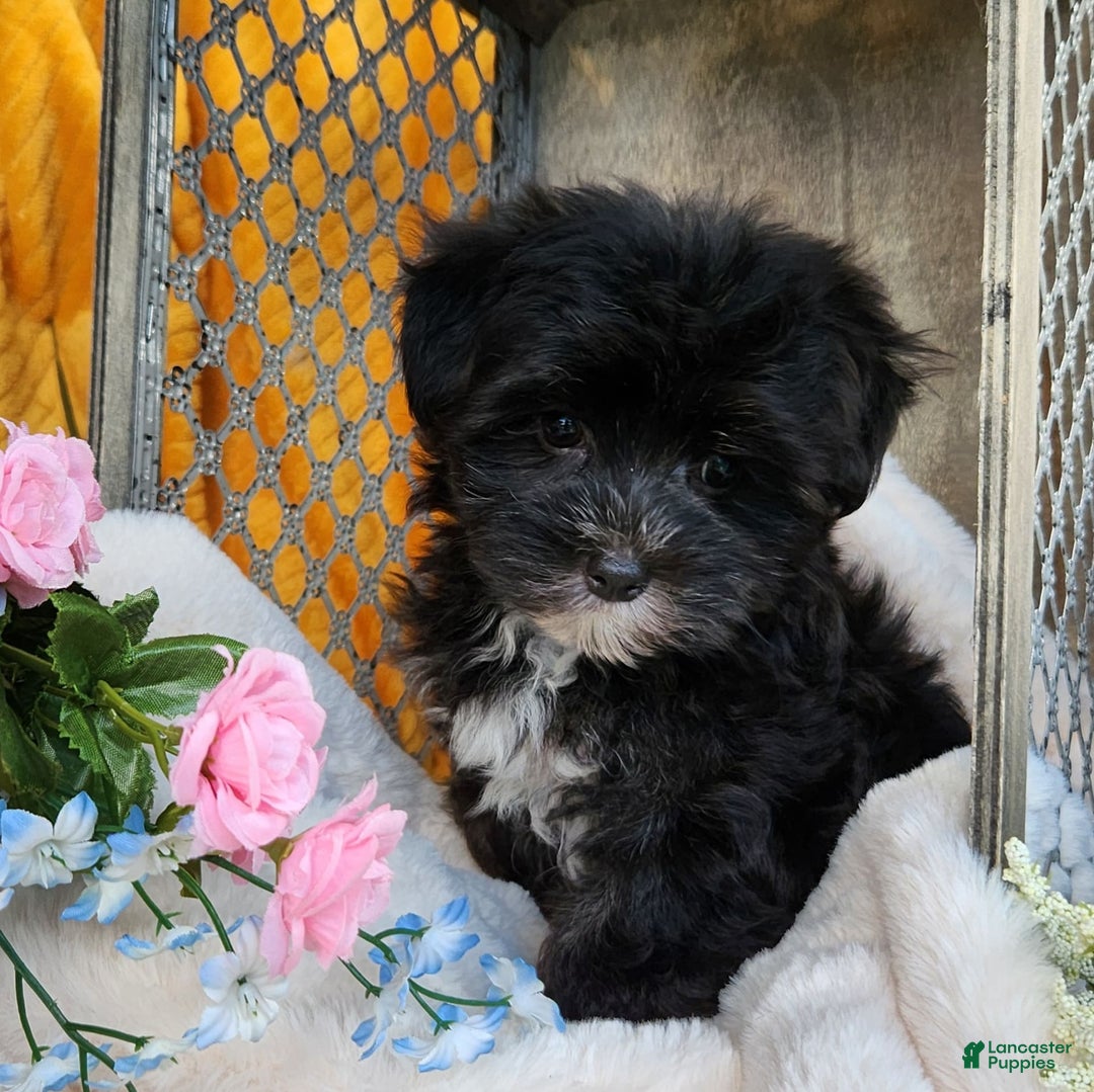 Morkie dogs for sale: Gracie - Image 1