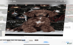 Toy Poodle dogs for sale: Maxi - Image 26