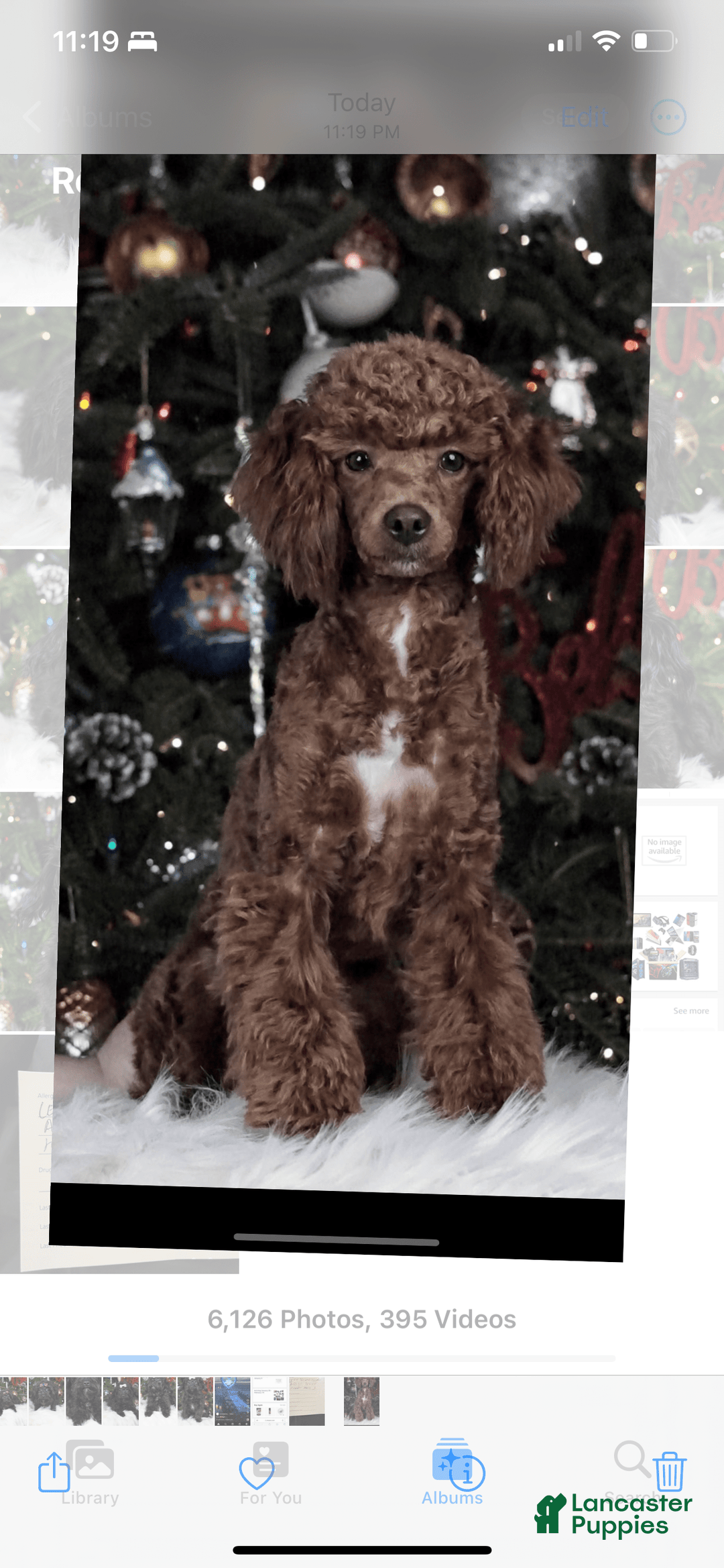 Toy Poodle dogs for sale: Maxi - Image 26