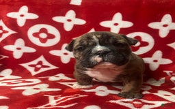 English Bulldog dogs for sale: Sassy - Image 1