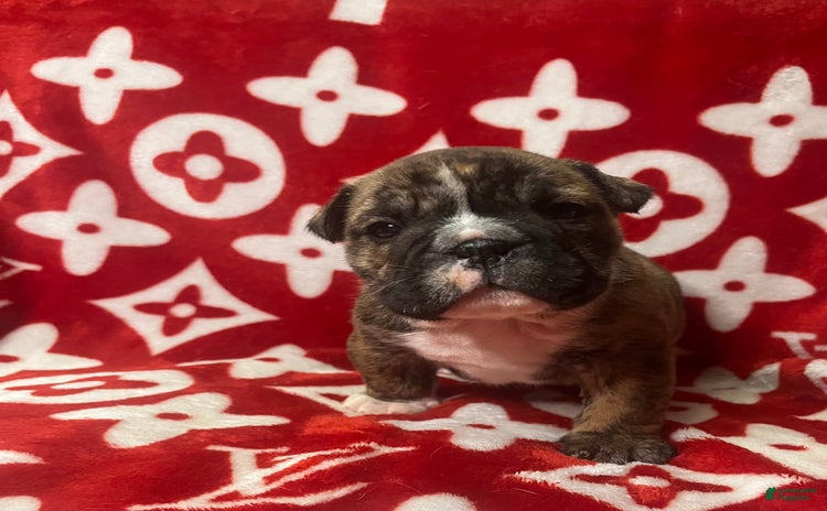 English Bulldog dogs for sale - Ad 2
