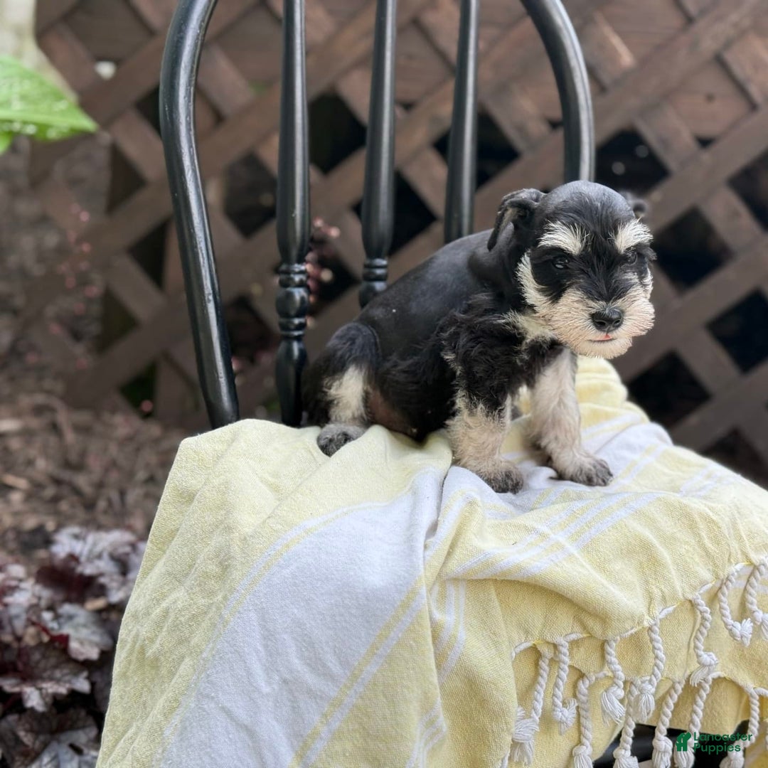Miniature Schnauzer dogs for sale: Tilford - Image 7