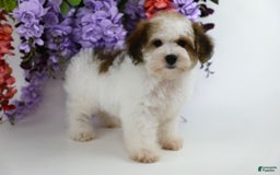 Yorkiepoo dogs for sale: Leo - Image 10