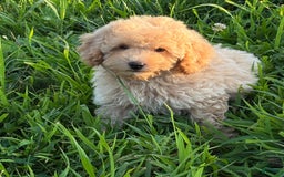 Miniature Poodle dogs for sale: Mila - Image 2