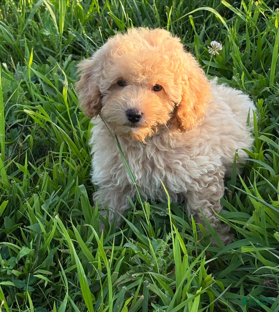 Miniature Poodle dogs for sale: Mila - Image 2