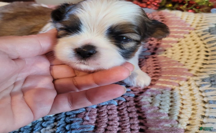 Shihpoo dogs for sale - Ad 3