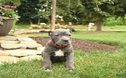 Cane Corso dogs for sale: Opal - Image 8