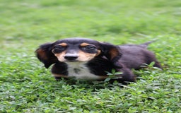 Miniature Dachshund dogs for sale: Duke - Image 4