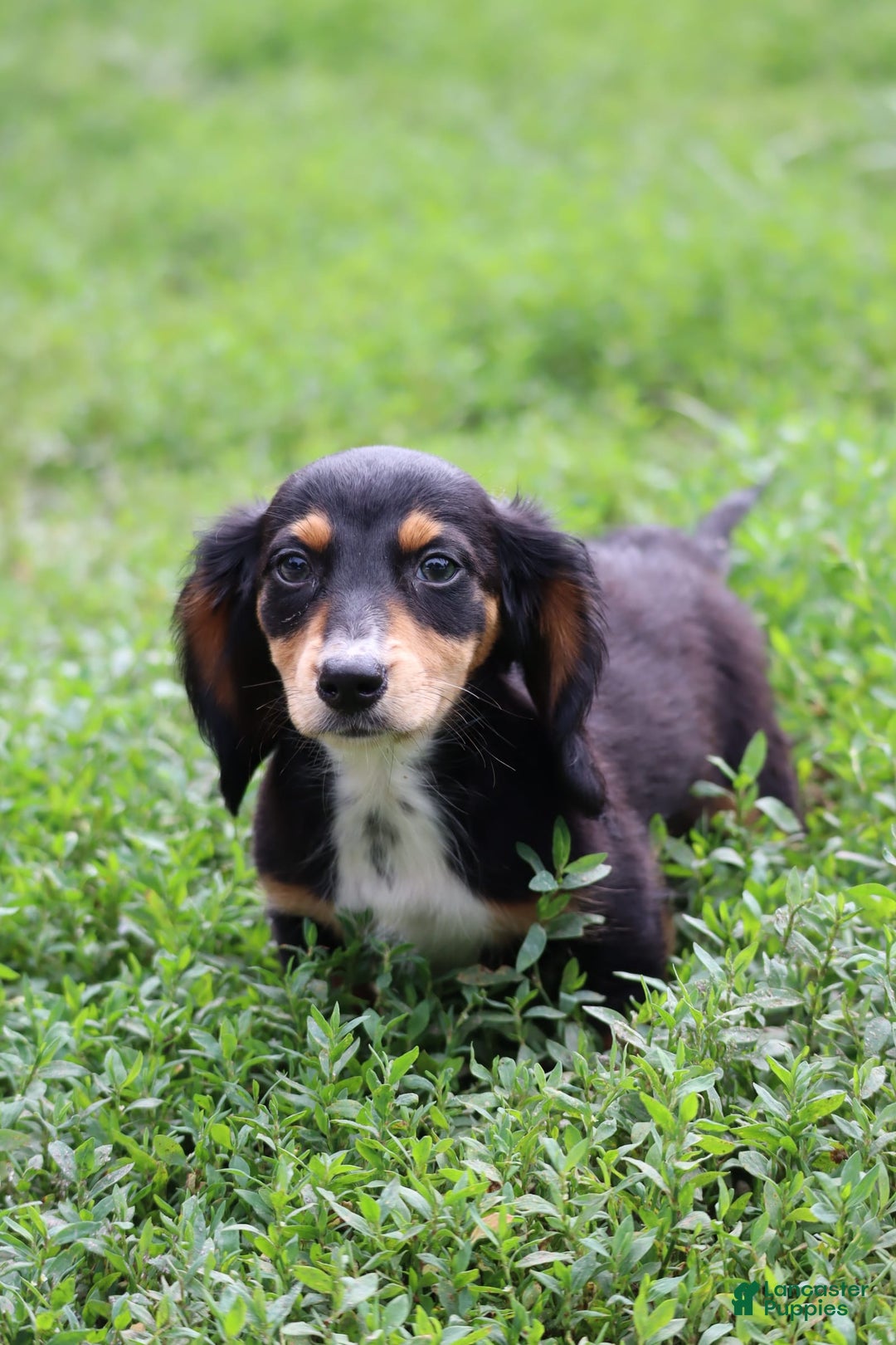 Miniature Dachshund dogs for sale: Duke - Image 4