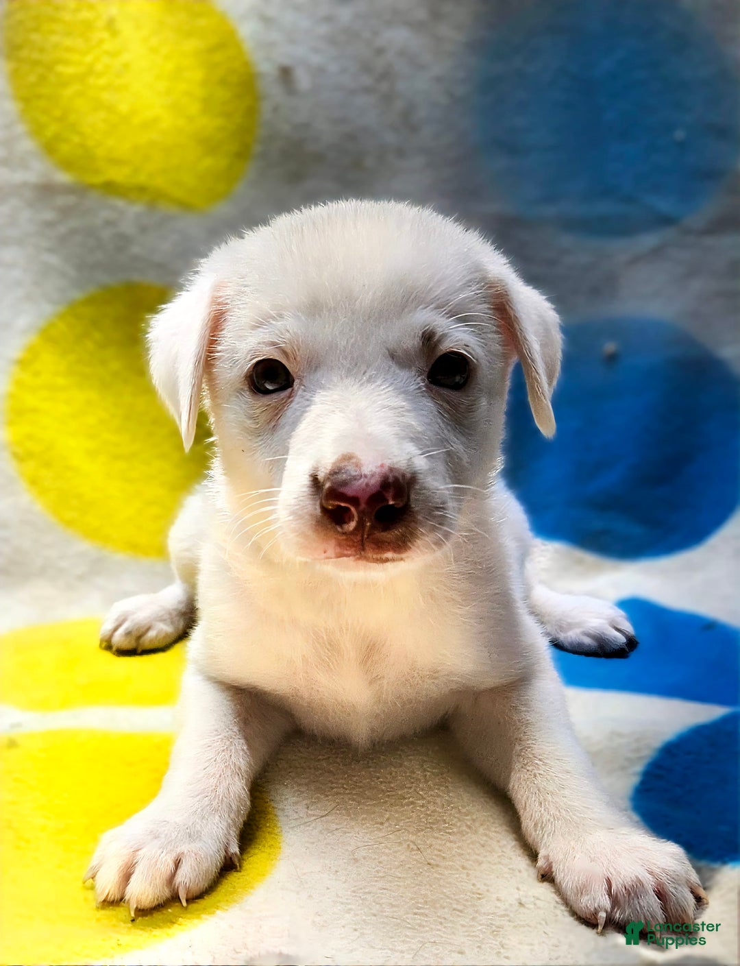 Border Collie dogs for sale: Charlie - Image 3