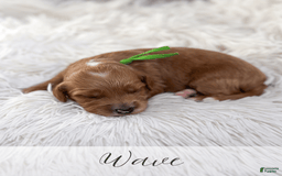 Mini Goldendoodle dogs for sale: Wave - Image 1