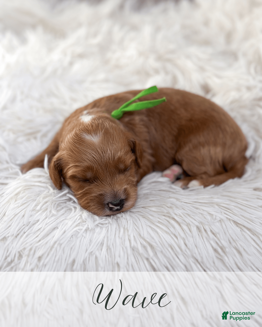 Mini Goldendoodle dogs for sale: Wave - Image 1