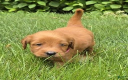 Goldendoodle dogs for sale: Rosie - Image 12