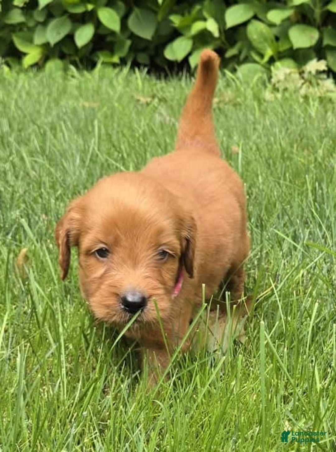 Goldendoodle dogs for sale: Rosie - Image 12