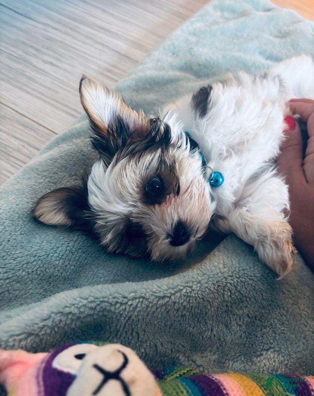 Yorkshire Terrier dogs for sale: Bruno - Image 4